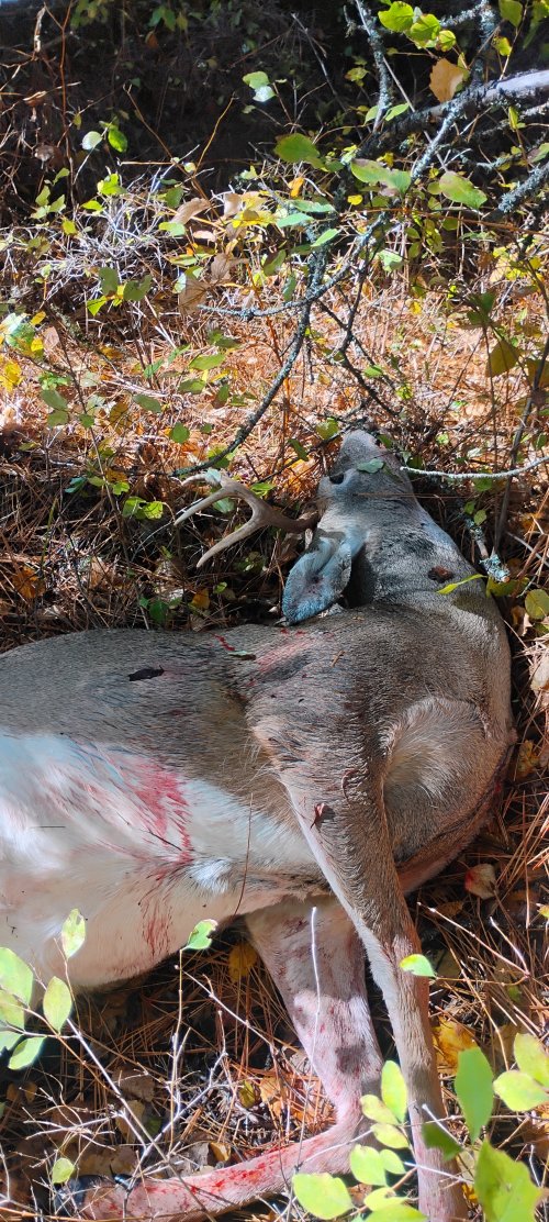 IMG_20251018_120002138_HDR.jpg IMG_20251018_120002138_HDR.jpg