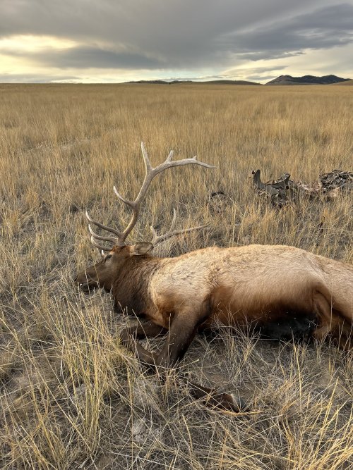 78309530300__F78EE8B2-A59C-47D2-9DB9-61DD07AC01FC.jpeg 78309530300__F78EE8B2-A59C-47D2-9DB9-61DD07AC01FC.jpeg