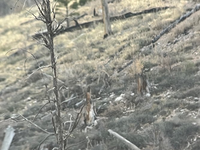 IMG_3167.jpeg IMG_3167.jpeg