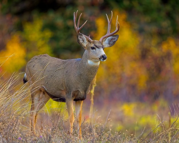buck_21Oct2025.jpg