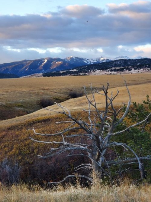 Spanish Peaks at D north fence.jpg