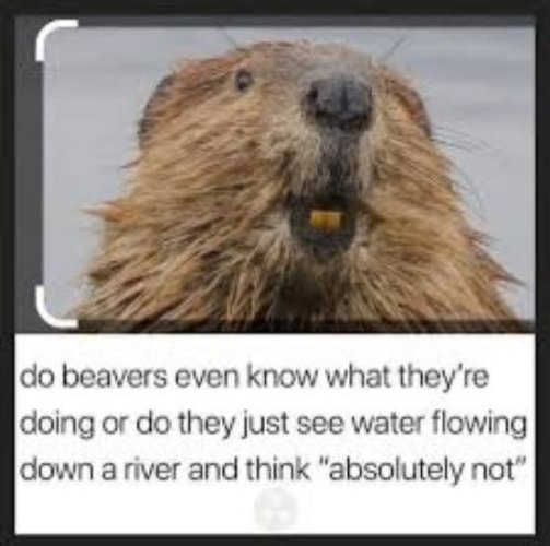 IMG_2367.jpeg