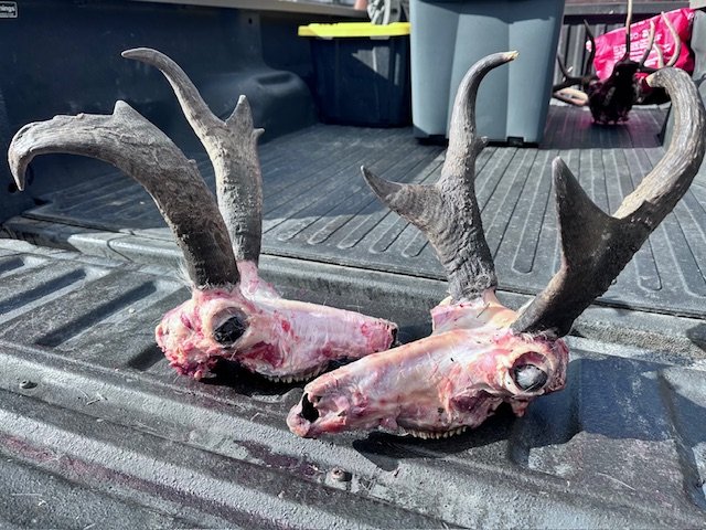 Antelope euro prepared.jpg