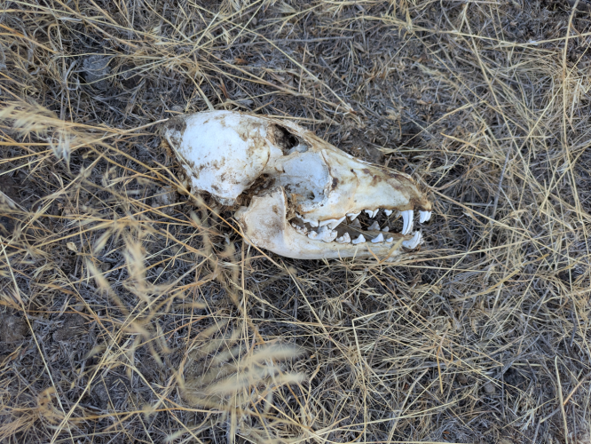 2025_14_skull.png