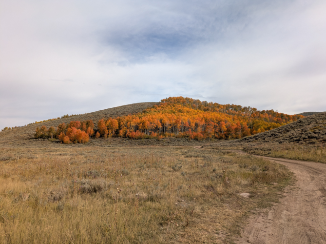 2025_16_fall_leaves.png