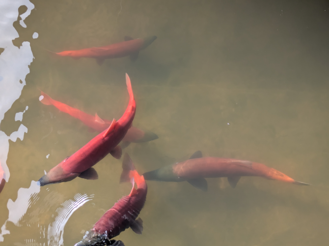 2025_17_fall_fish.png