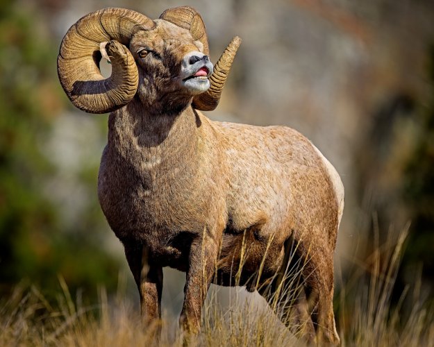 Ram_30Oct2025.jpg Ram_30Oct2025.jpg