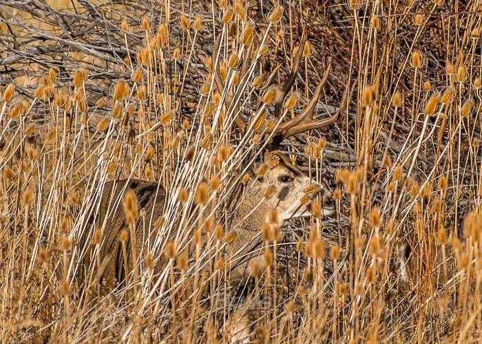 November 2017a-5992.jpg