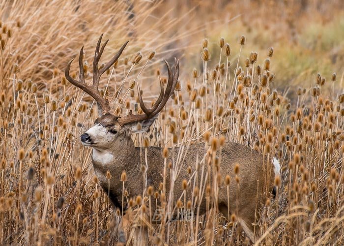 November 2017a-5993.jpg