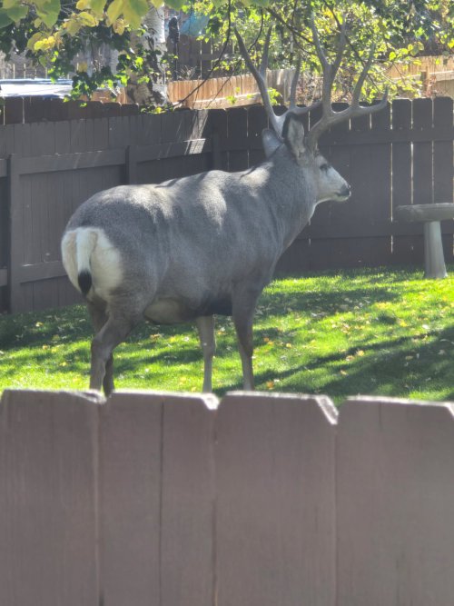 Helena yard buck.jpg