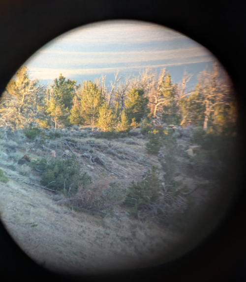 2025_29_bull.png 2025_29_bull.png