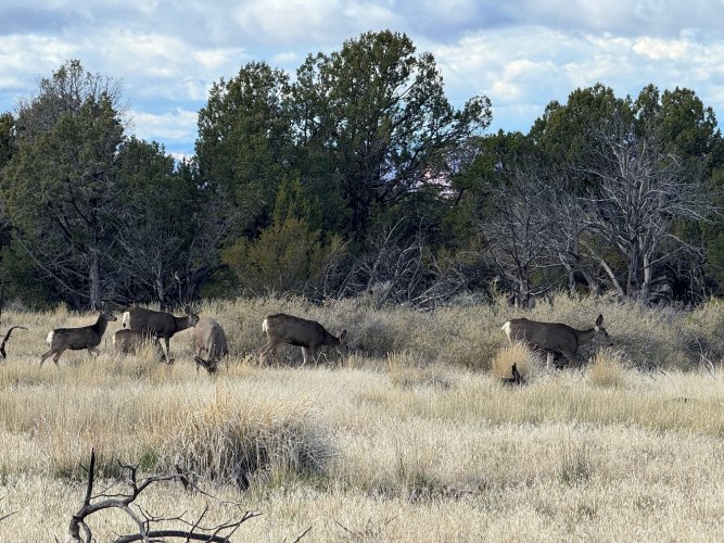 kaibab.4.jpg kaibab.4.jpg