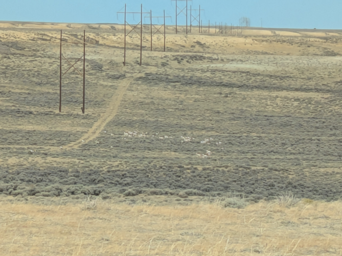 2025_31_distant_herd.png