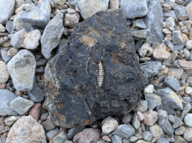 2025_35_fossil.png 2025_35_fossil.png