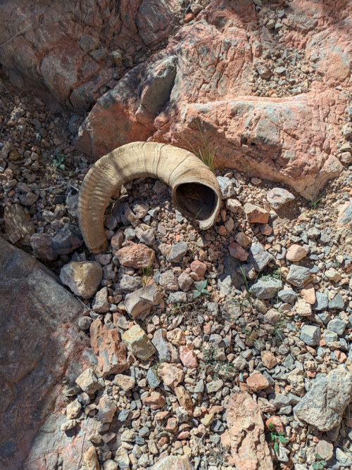 2025_36_horn1.png 2025_36_horn1.png