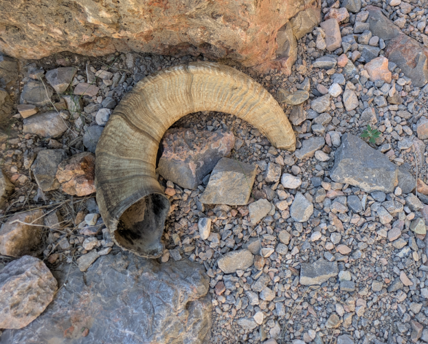 2025_37_horn2.png 2025_37_horn2.png