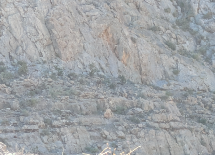 2025_40_distant_ram.png 2025_40_distant_ram.png