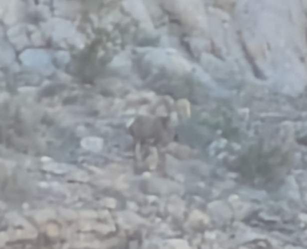 2025_41_zoomed_ram.png 2025_41_zoomed_ram.png