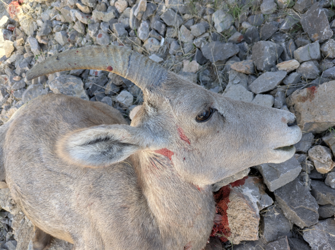 2025_42_trophy_ewe.png 2025_42_trophy_ewe.png