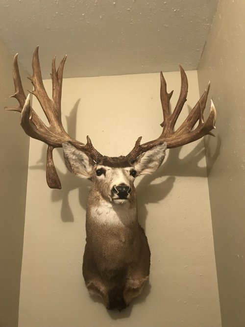 IMG_1364.jpeg IMG_1364.jpeg