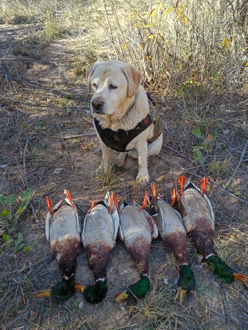 IMG_20251106_095230632_HDR.jpg IMG_20251106_095230632_HDR.jpg