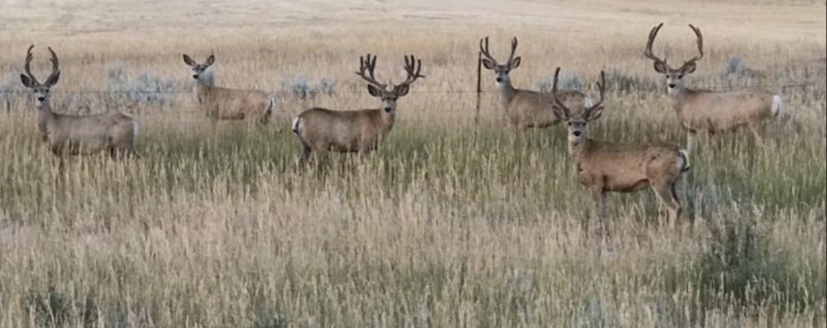 IMG_5528.jpeg