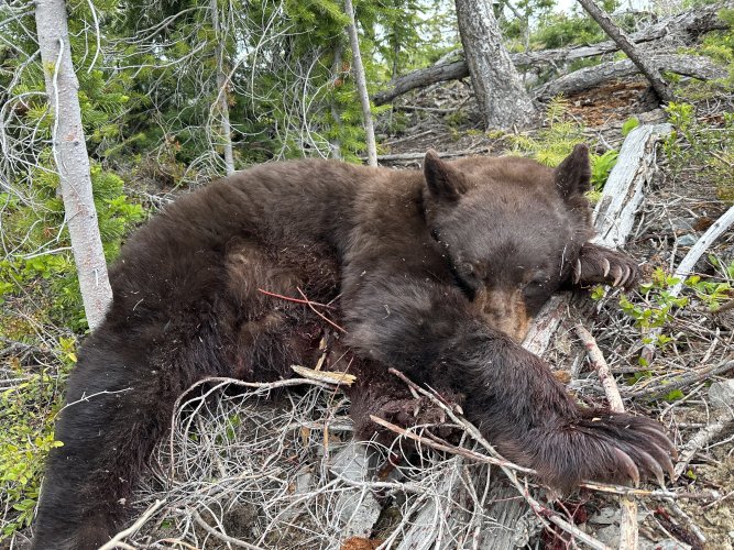 IMG_6715.jpeg IMG_6715.jpeg