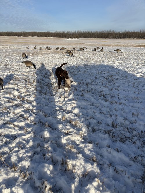 IMG_3852.jpeg IMG_3852.jpeg