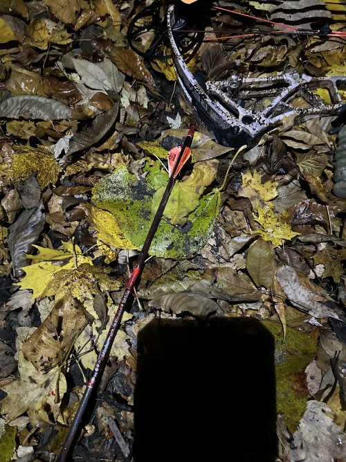 IMG_6586.jpeg IMG_6586.jpeg