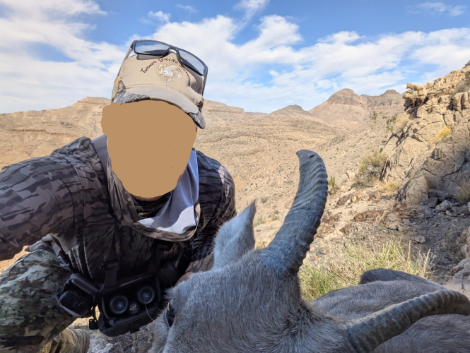 2025_43_sheep_selfie.png