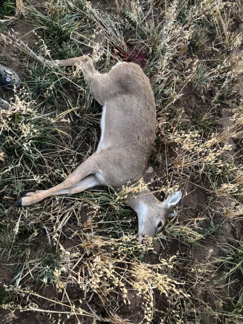 LincWyDeer2025.jpg