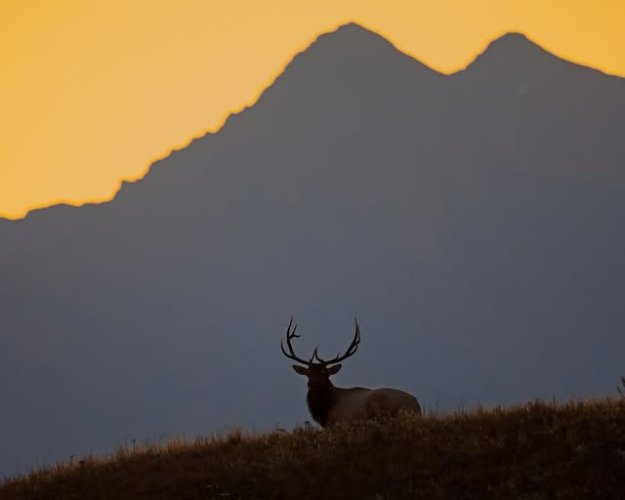 bull_elk_early_morning_24Sept.jpg