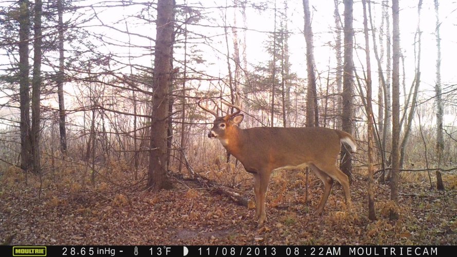 deer.JPG