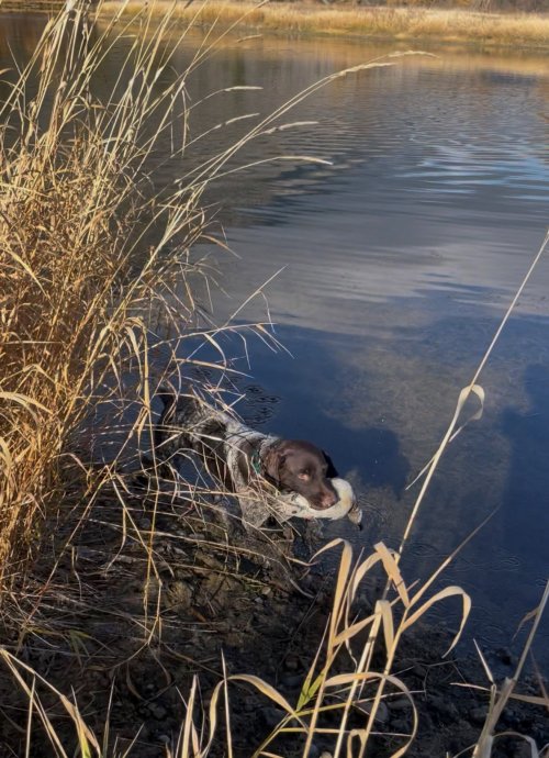 frank_wigeon02.jpg frank_wigeon02.jpg