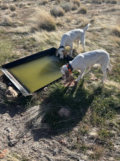 IMG_4275.jpeg IMG_4275.jpeg