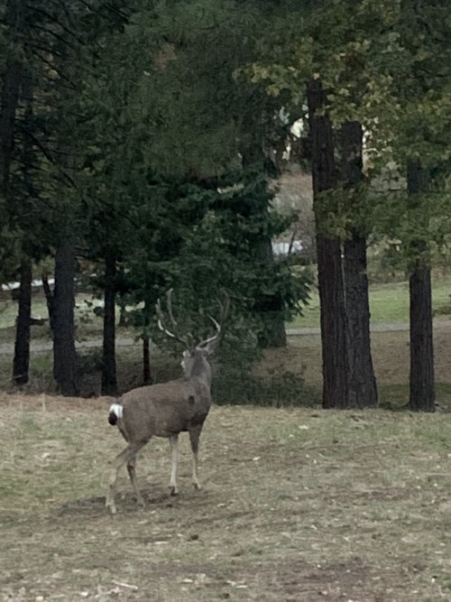 IMG_7029.jpeg IMG_7029.jpeg