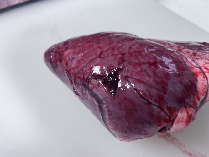 IMG_2081.jpeg IMG_2081.jpeg