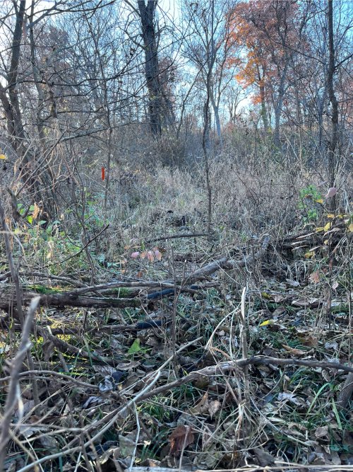 IMG_2071.jpeg IMG_2071.jpeg