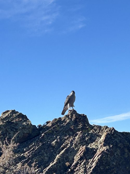 IMG_4291.jpeg IMG_4291.jpeg