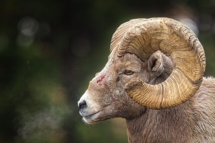 bruised_ram_13Nov2025.jpg
