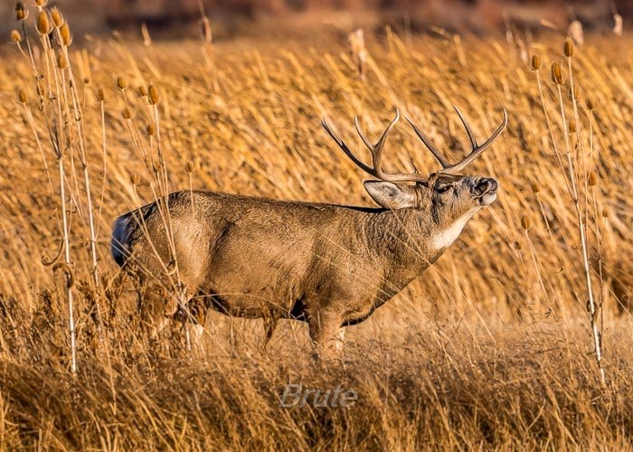 November 2025 a-6532.jpg