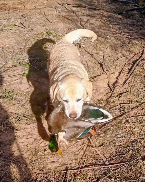 IMG_20251117_082606516_HDR (1).jpg