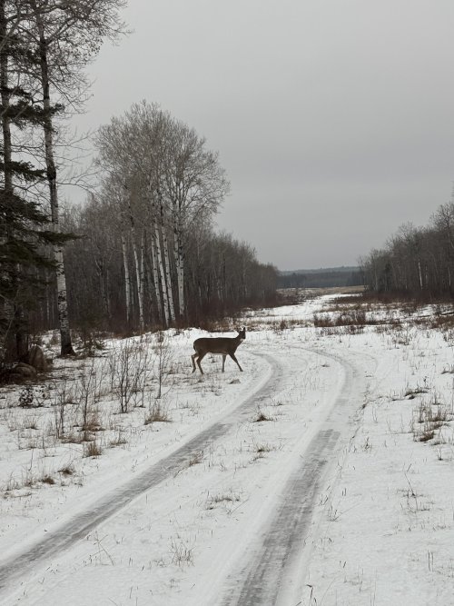 IMG_3894.jpeg IMG_3894.jpeg