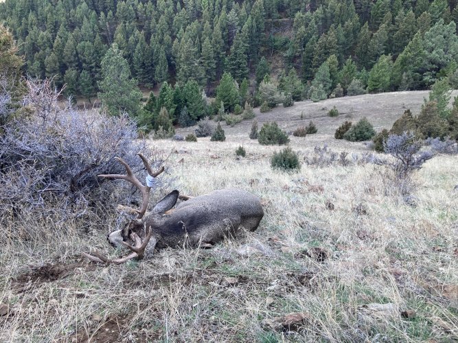 IMG_2955.jpeg IMG_2955.jpeg