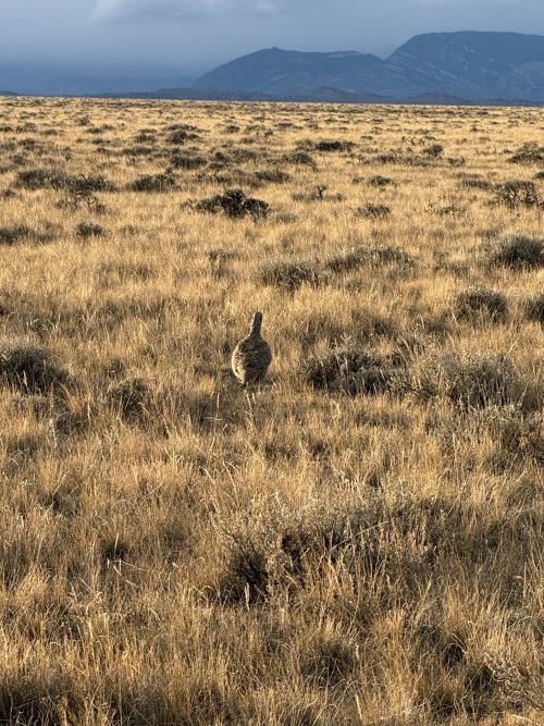 IMG_8112.jpeg IMG_8112.jpeg