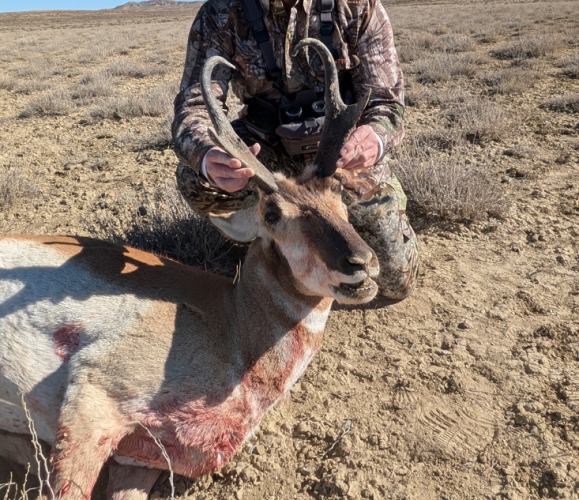 2025_53_buck.png