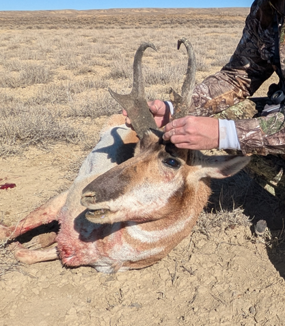 2025_54_buck.png