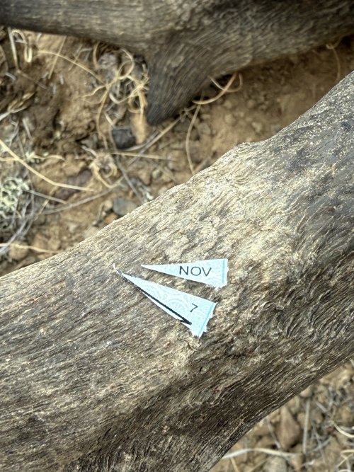 IMG_8238.jpeg IMG_8238.jpeg