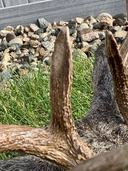 IMG_1337.jpeg IMG_1337.jpeg