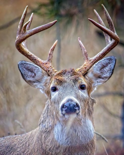 buck_portrait_21Nov2025resized.jpg